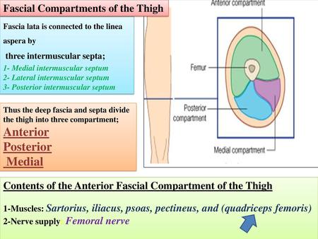 Anterior Posterior Medial Fascial Compartments of the Thigh