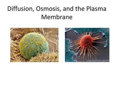 Diffusion, Osmosis, and the Plasma Membrane