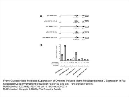 Figure 3. Activation of Wild-Type and Point-Mutated MMP-9 Promoter Constructs by IL-1β A, Schematic representation of the different 1.3-kb MMP-9-luciferase.