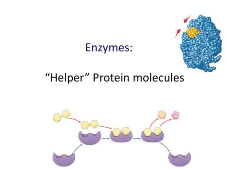 Enzymes: “Helper” Protein molecules