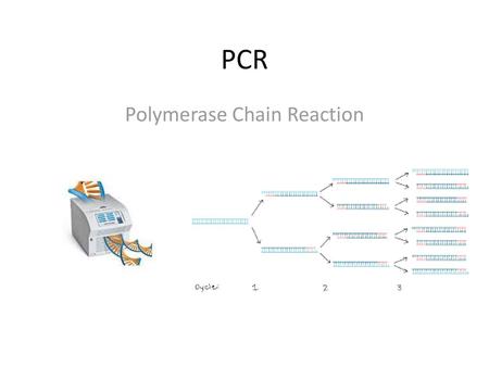 Polymerase Chain Reaction