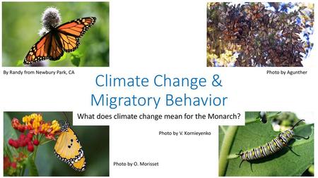 Climate Change & Migratory Behavior