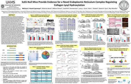 Sc65-Null Mice Provide Evidence for a Novel Endoplasmic Reticulum Complex Regulating Collagen Lysyl Hydroxylation Melissa E. Heard-Lipsmeyer1, Roberta.