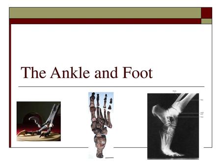 The Ankle and Foot.