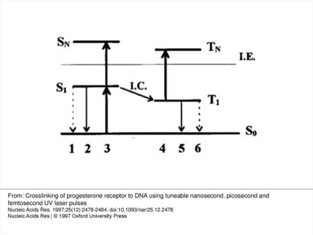 Figure 1 A simplified Jablonsky diagram of the singlet and triplet excited states, potentially mediating crosslinking of the nucleic acid bases and the.