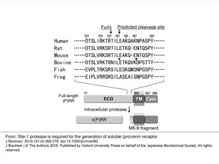 Fig. 1 Schematic representation of s(P)RR generation