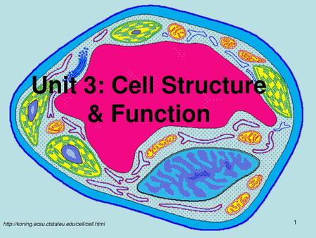 Unit 3: Cell Structure & Function