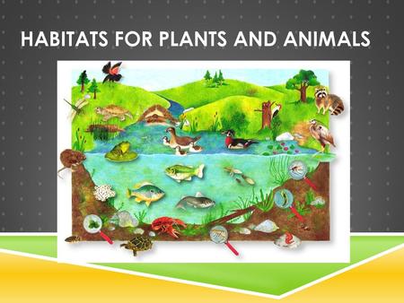 Habitats for Plants and Animals