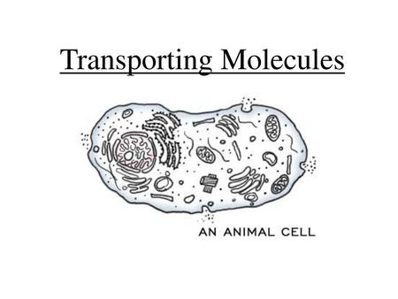 Transporting Molecules