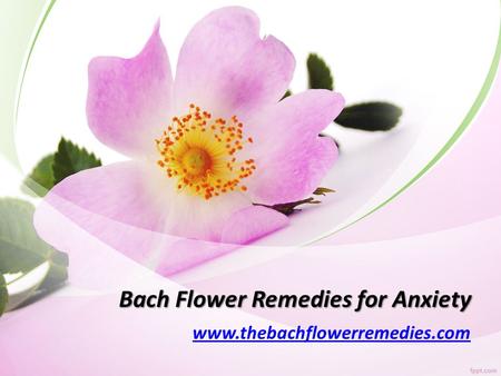 Bach Flower Remedies for Anxiety - www.thebachflowerremedies.com