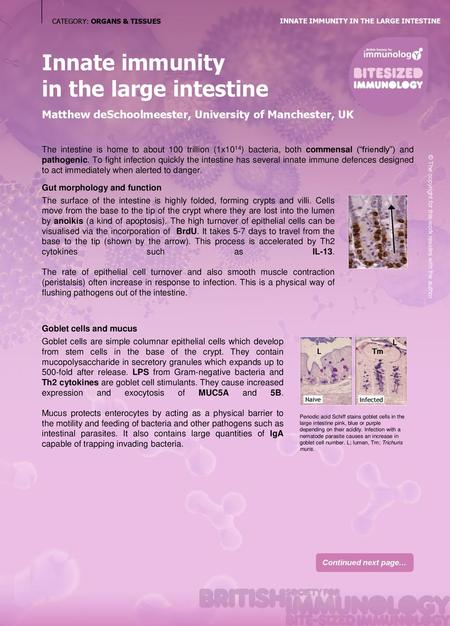 Innate immunity in the large intestine