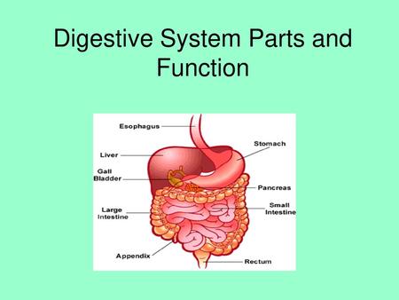 Digestive System Parts and Function