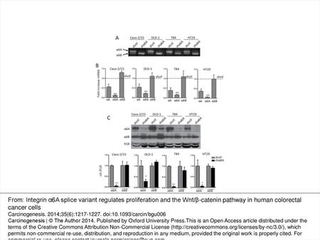 Fig. 2. Knockdown of the α6A subunit in human CRC cells