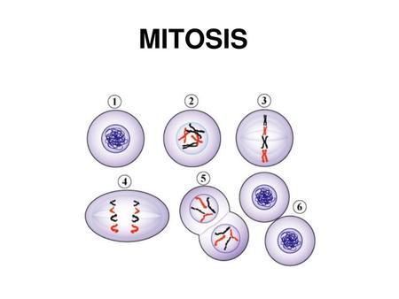 MITOSIS Copyright © The McGraw-Hill Companies, Inc. Permission required for reproduction or display.