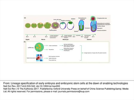 Figure 1. The cell-lineage specification of the early mouse embryo