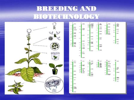 BREEDING AND BIOTECHNOLOGY