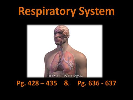 Respiratory System Pg &