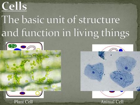 Cells The basic unit of structure and function in living things