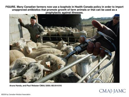 FIGURE. Many Canadian farmers now use a loophole in Health Canada policy in order to import unapproved antibiotics that promote growth of farm animals.