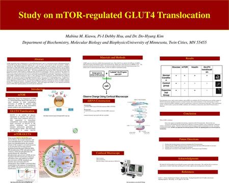 Study on mTOR-regulated GLUT4 Translocation