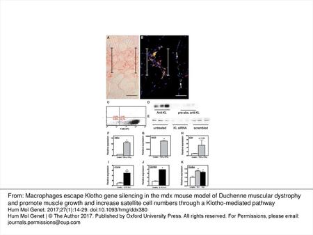 Figure 2. Macrophages in dystrophic muscle in vivo and in vitro express Klotho. (A) A cross-section of 4-week-old mdx muscle labeled with antibodies to.