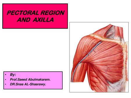 PECTORAL REGION AND AXILLA