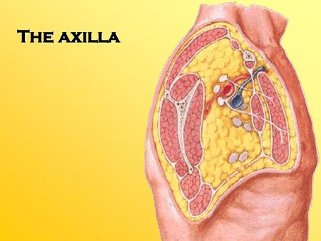 The axilla.