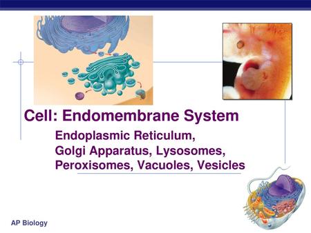 Cell: Endomembrane System. Endoplasmic Reticulum,