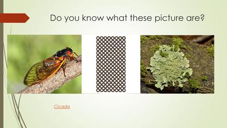 Do you know what these picture are?