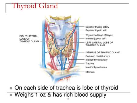 Thyroid Gland On each side of trachea is lobe of thyroid