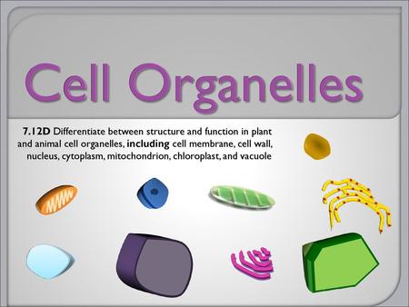 Cell Organelles 7.12D Differentiate between structure and function in plant and animal cell organelles, including cell membrane, cell wall, nucleus, cytoplasm,