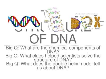 The Structure of dnA Big Q: What are the chemical components of DNA?