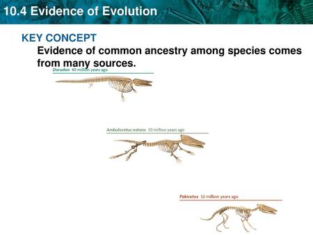 Evidence for evolution in Darwin’s time came from several sources.