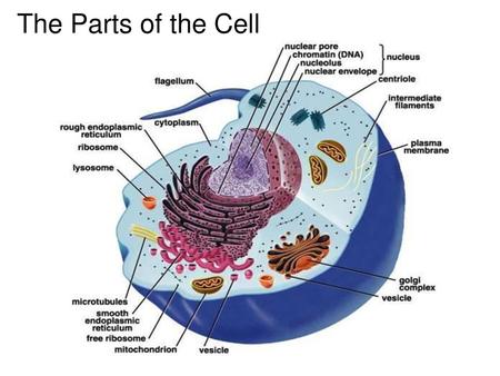 The Parts of the Cell.