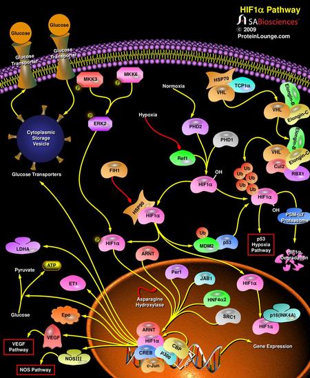 HIF1a Pathway ProteinLounge.com Glucose Glucose Glucose Transporter