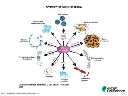 Overview of ISG15 functions.