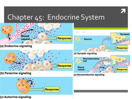 Chapter 45: Endocrine System