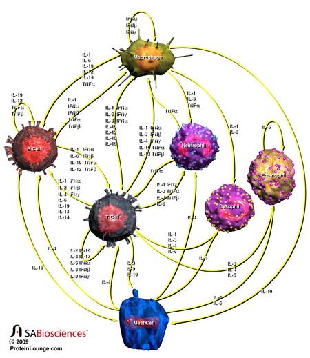 2009 ProteinLounge.com IFNa IFNb IFNg Macrophage IL-1 IL-6 IL-10 IL-12