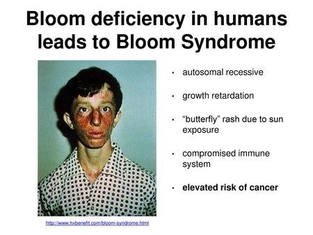 Bloom deficiency in humans leads to Bloom Syndrome