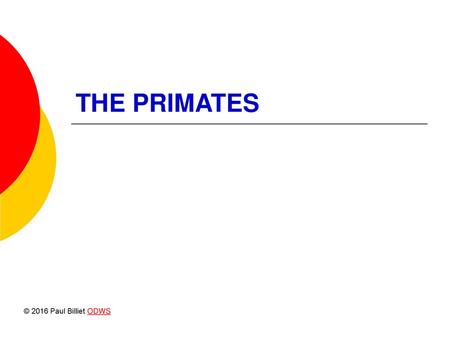 THE PRIMATES © 2016 Paul Billiet ODWS.