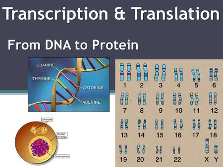 Transcription & Translation