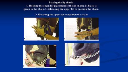 Placing the lip shank. A, Holding the chain for placement of the lip shank. B, Slack is given to the chain. C, Elevating the upper lip to position the.