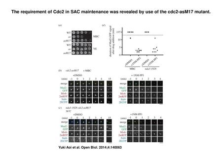 The requirement of Cdc2 in SAC maintenance was revealed by use of the cdc2-asM17 mutant. The requirement of Cdc2 in SAC maintenance was revealed by use.