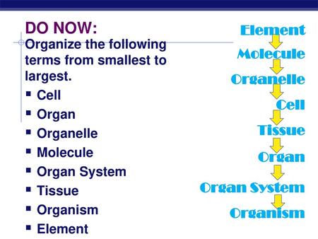 DO NOW: Element Molecule Organelle Cell Tissue Organ Organ System