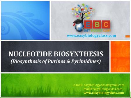 Nucleotide Biosynthesis (Biosynthesis of Purines & Pyrimidines)