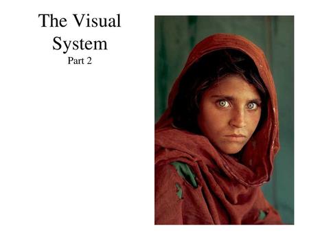 The Visual System Part 2.