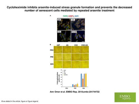 Cycloheximide inhibits arsenite‐induced stress granule formation and prevents the decreased number of senescent cells mediated by repeated arsenite treatment.