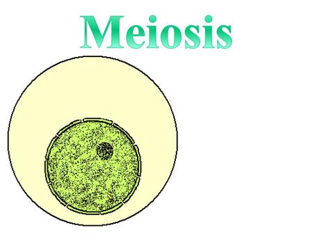 Meiosis.