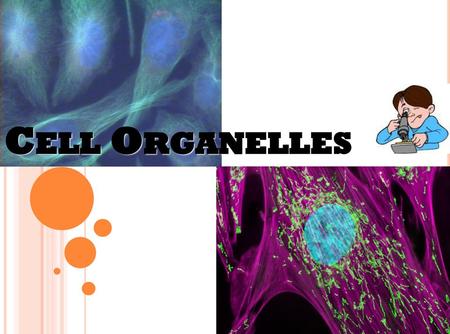 Cell Organelles Use this presentation in conjunction with the Cell Organelle note-taking worksheet. Run through the entire presentation before using it.