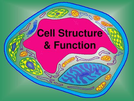 Cell Structure & Function